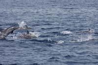 T-Bohn-2004-04_0049-PI-Cab