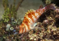 T-Bohn-D000B-0006-A-PI