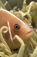 T-Bohn-D000B-0059-A-PI-Anilao