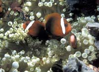 T-Bohn-D000B-0072-A-PI-Anilao