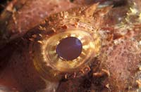 T-Bohn-D000B-0106-A-PI