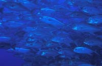 T-Bohn-D000B-0131-A-Palau