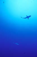 T-Bohn-D000B-0150-A-Palau