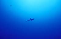 T-Bohn-D000B-0151Palau