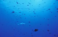 T-Bohn-D000B-0156-A-Palau