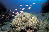 T-Bohn-D000G-0049-PI-Anilao