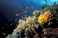 T-Bohn-D000G-0050-A-PI-Anilao