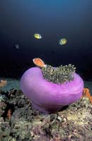 T-Bohn-D000G-0093-A-PI-Anilao