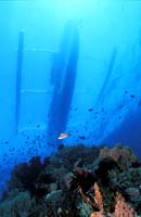 T-Bohn-D000G-0102-A-PI-Anilao