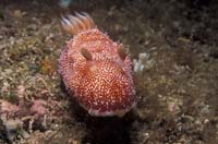 T-Bohn-D000R-0001-A-PI-Anilao