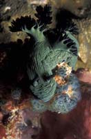 T-Bohn-D000R-0002-A-PI-Anilao