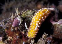 T-Bohn-D000R-0007-A-PI-Anilao