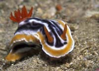 T-Bohn-D000R-0011-PI-Anilao