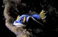 T-Bohn-D000R-0013-A-PI-Anilao