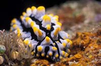 T-Bohn-D000R-0020-A-PI-Anilao