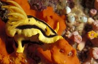 T-Bohn-D000R-0032-A-PI-Anilao