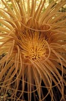 T-Bohn-D000R-0040-A-PI-Anilao