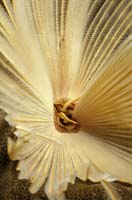 T-Bohn-D000R-0047-PI-Anilao