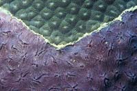 T-Bohn-D000R-0060-A-Maldives