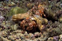 T-Bohn-D000R-0089-A-PI-PG