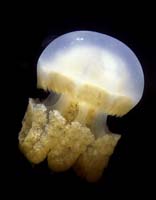 T-Bohn-D000R-0095-Palau