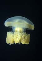 T-Bohn-D000R-0097-A-Palau