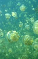 T-Bohn-D000R-0099-A-Palau