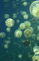 T-Bohn-D000R-0109-A-Palau