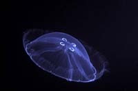 T-Bohn-D000R-0111-A-Palau