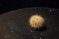 T-Bohn-D000R-0126-A-DK