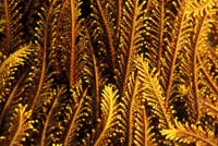 T-Bohn-D000R-0136-PI