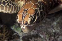 T-Bohn-D001B-0026-A-Palau