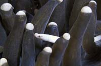 T-Bohn-D001B-0045-A-PI-Anilao