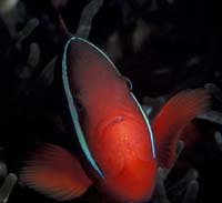 T-Bohn-D001B-0049-PI-Anilao-TwinRocks