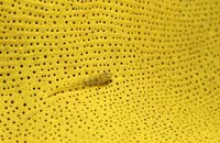 T-Bohn-D001B-0073-A-PI-Bohol