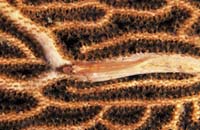 T-Bohn-D001B-0080-PI-Bohol