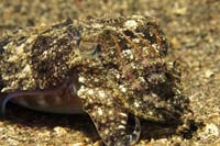 T-Bohn-D001B-0085-A-PI-Anilao