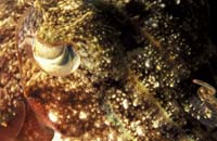 T-Bohn-D001B-0086-A-PI-Anilao