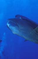 T-Bohn-D001B-0105-A-Palau