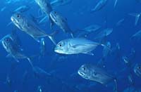 T-Bohn-D001B-0106-A-Palau