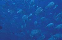 T-Bohn-D001B-0110-A-Palau