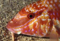 T-Bohn-D001B-0124-A-PI-PG