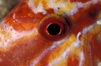 T-Bohn-D001B-0125-A-PI-PG