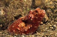 T-Bohn-D001B-0150-A-PI-Anilao-Basura