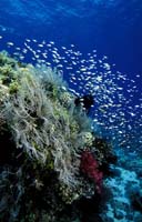 T-Bohn-D001G-0141-A-PI-Cabilao