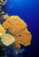 T-Bohn-D001G-0148-PI-Tubb