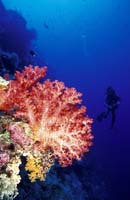 T-Bohn-D001G-0149-PI-Tubb