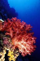 T-Bohn-D001G-0150-PI-Tubb