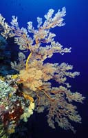 T-Bohn-D001G-0153-PI-Tubb