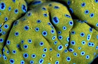 T-Bohn-D001R-0034-PI-Anilao